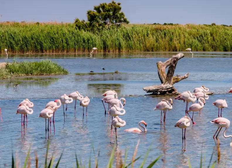 Seminar in der Camargue