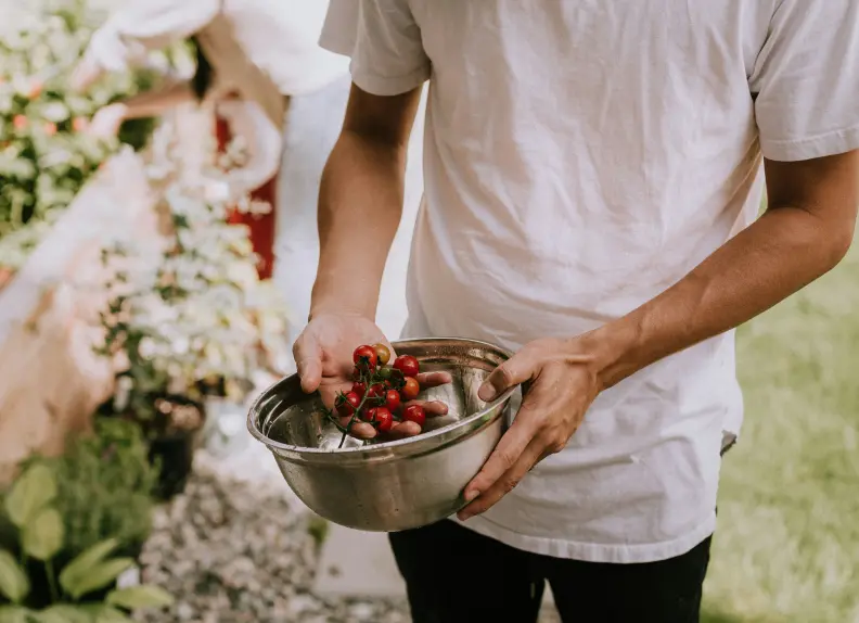 récolte de tomate, un produit très utiliser dans la cuisine méditerranéen