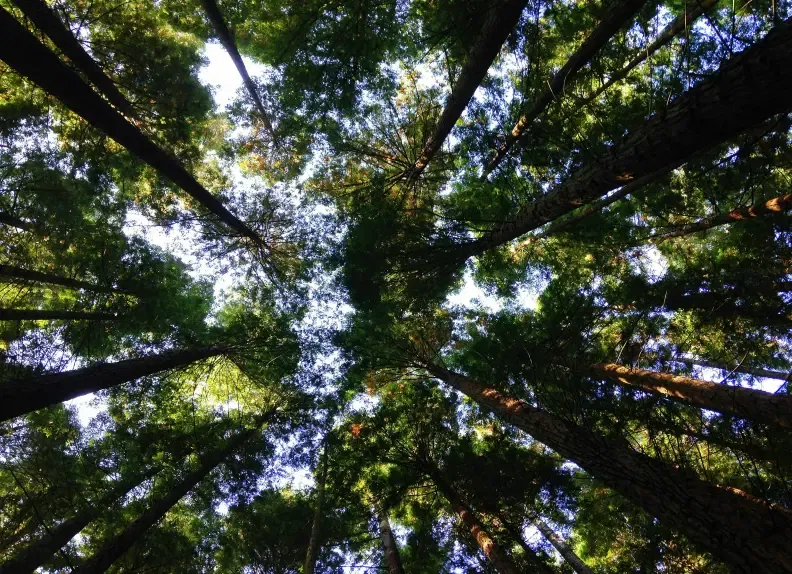 préserver la foret en diminuant son empreinte écologique