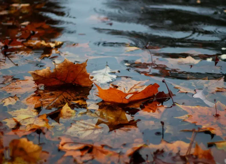 the rain in autumn