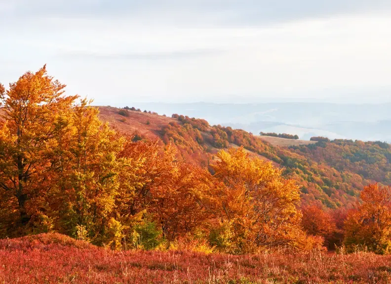 foret aux couleurs de l'automne