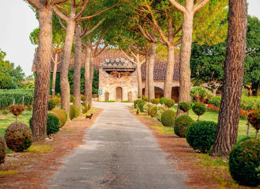Château Saint Louis, Château / Domaine, Labastide-saint-pierre, Occitanie, France
