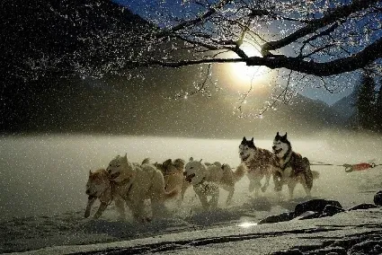 chien de traineau