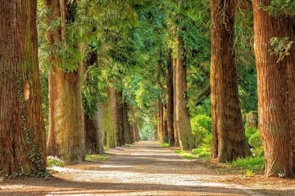 Photo de Fontainebleau, lieu au vert