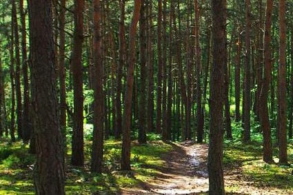Photo de Chevreuse, charmante ville au milieu de la nature