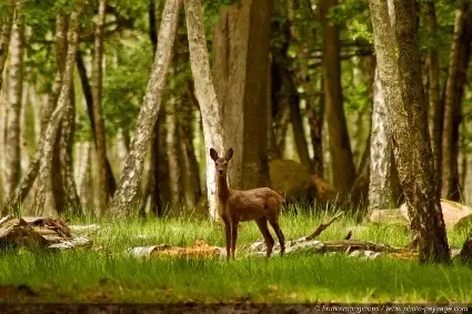 Photo d’une forêt de Rambouillet, idéale pour un séminaire au vert