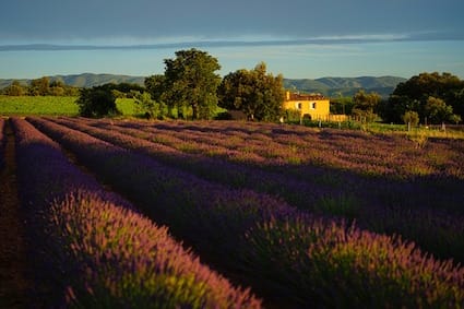 Provence with its iconic lavender fields
